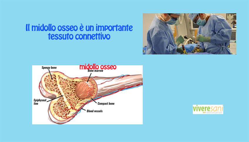 Importante funzione del midollo osseo Importante funzione del midollo osseo